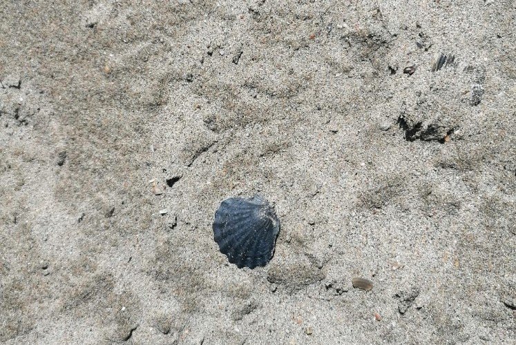 ракушка лежит на песке