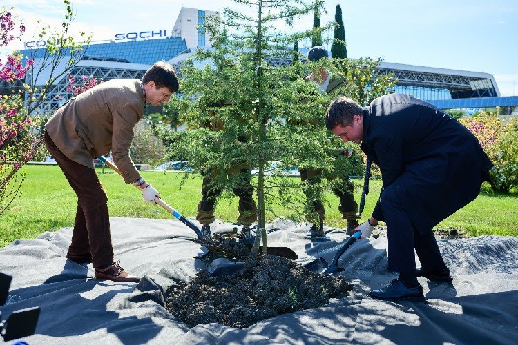 Роман Барыкин и Вадим Копылов сажают кедр