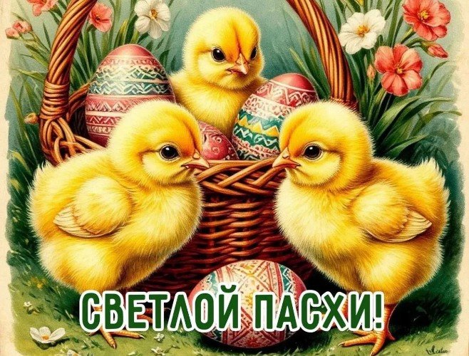 открытка с цыплятами