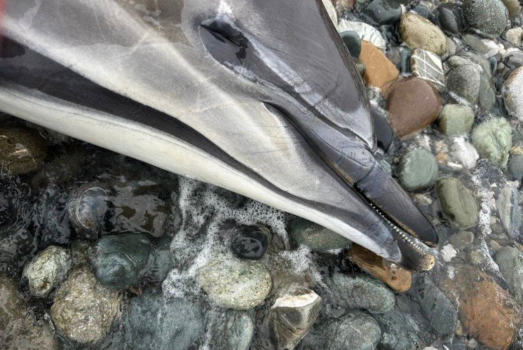 Более 80 мертвых дельфинов нашли на берегу Черного моря за 10 дней апреля