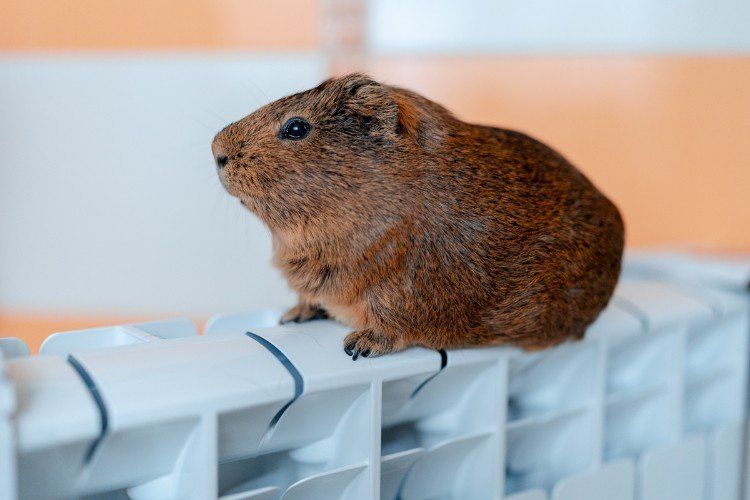 Грызун сидит на батарее