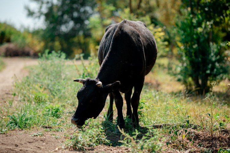 Карантин на Кубани: у скота нашли инфекцию
