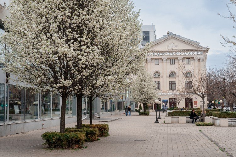 деревья цветут в Краснодаре