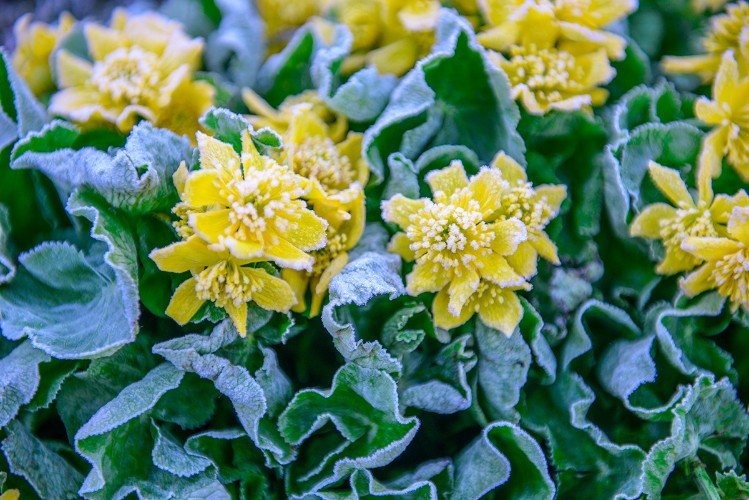 иней на цветах