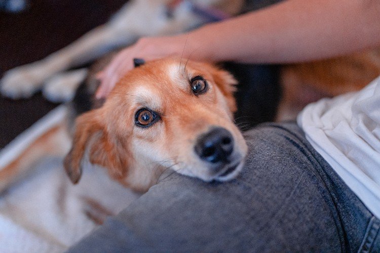 собака смотри в камеру