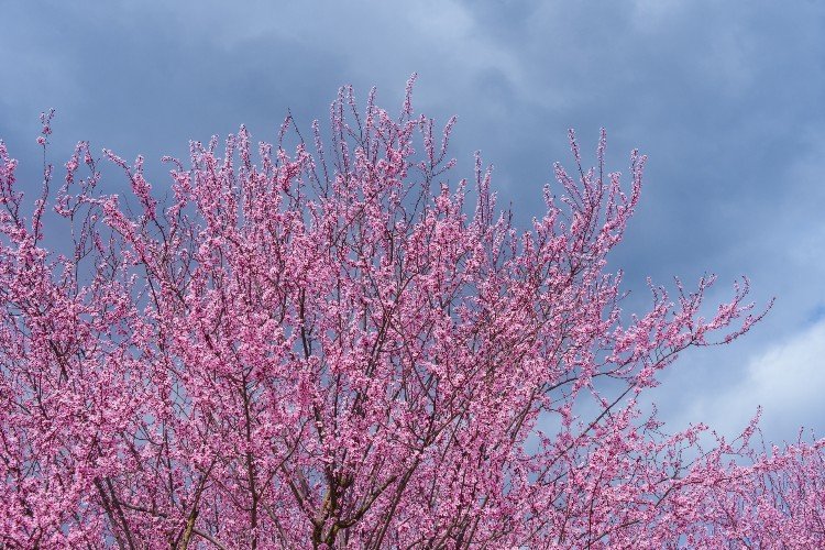 Ботанический сад в Краснодаре розовеет от сакуры