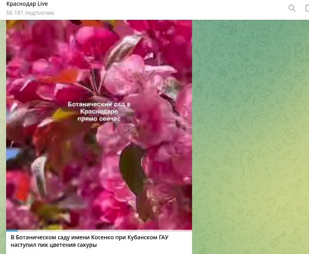 Ботанический сад в Краснодаре розовеет от сакуры