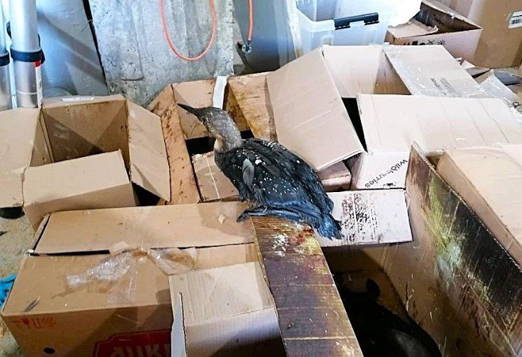 гагара сидит на коробке