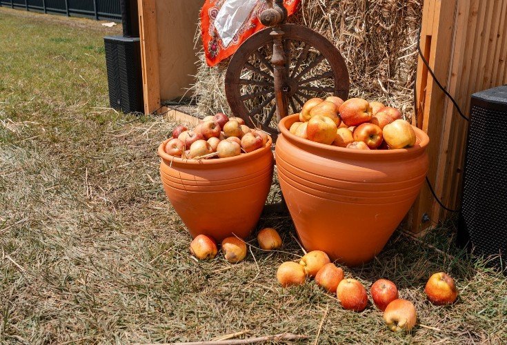 яблоки лежат в кувшине