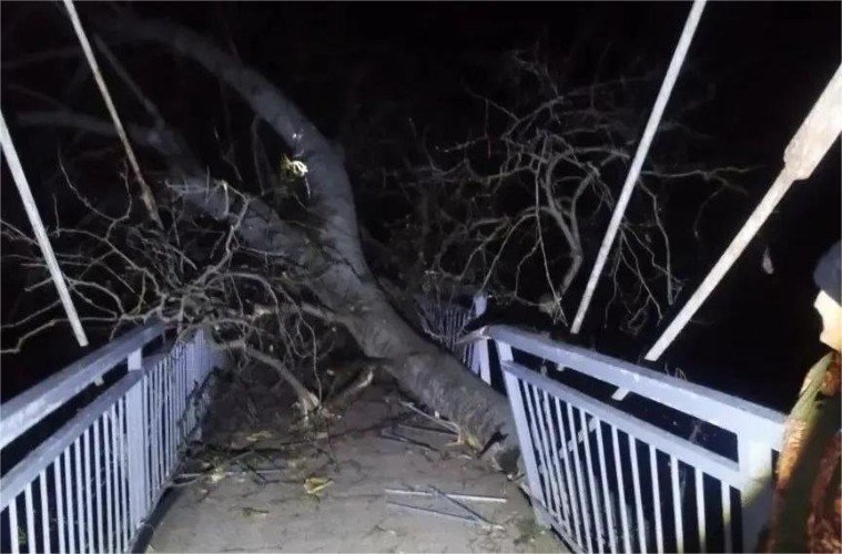 Дерево рухнуло