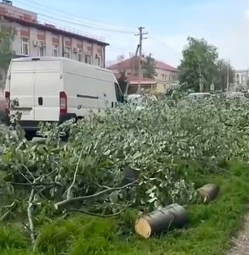деревья лежат на земле