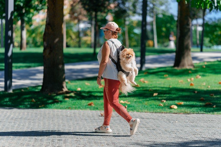 женщинанесет собаку