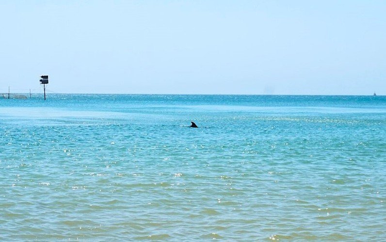 дельфик плывет в море