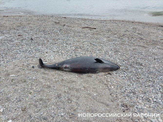 Пляжи Новороссийска превратились в кладбище дельфинов