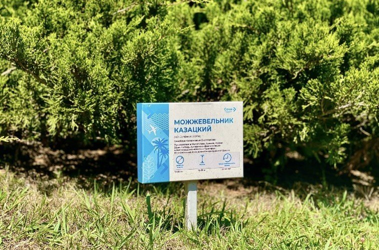 Настоящий тропический сад раскинулся на территории аэропорта Сочи
