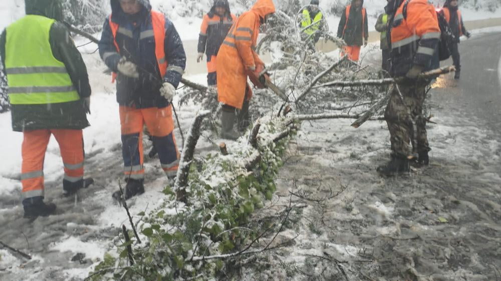 На трассы Сочи упали 60 деревьев за сутки