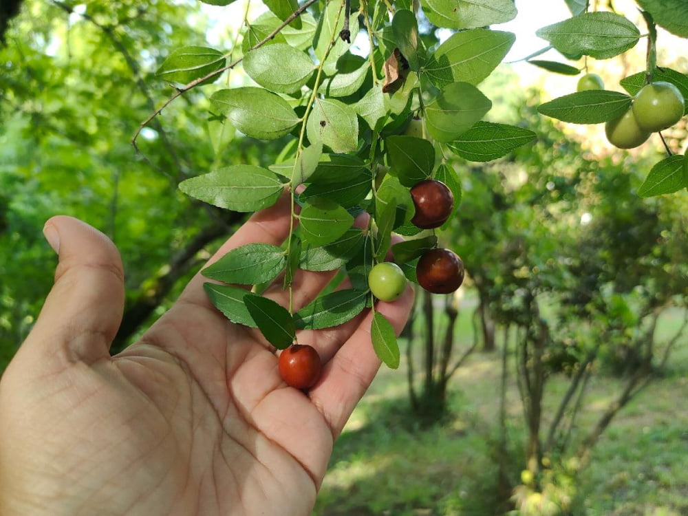 Китайский финик спеет в Сочи