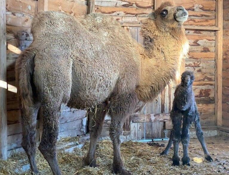 Праздничный беби-бум: в зоопарках Кубани произошло пополнение