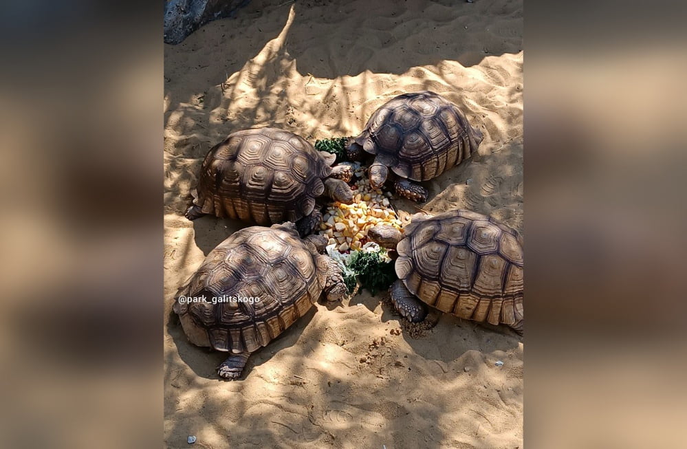 Огромные черепахи пропали из «Японского сада» в Краснодаре