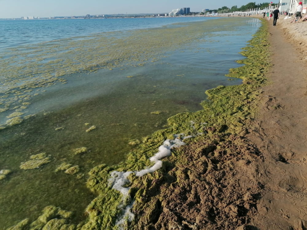 Эколог: водоросли в Анапе размножаются из-за сточных вод