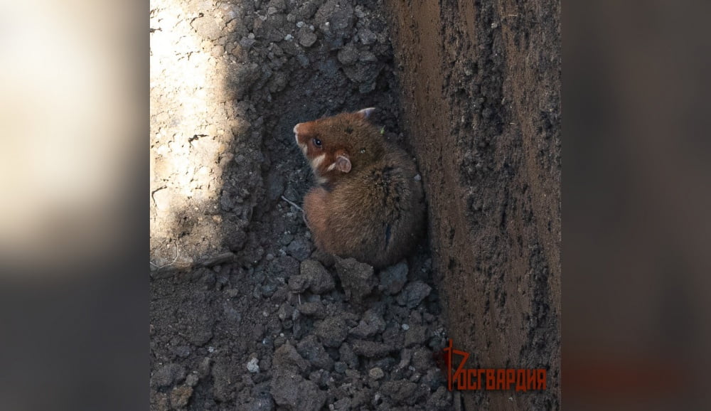 На Кубани взрывотехники спасли из глубокой ямы дикого хомяка