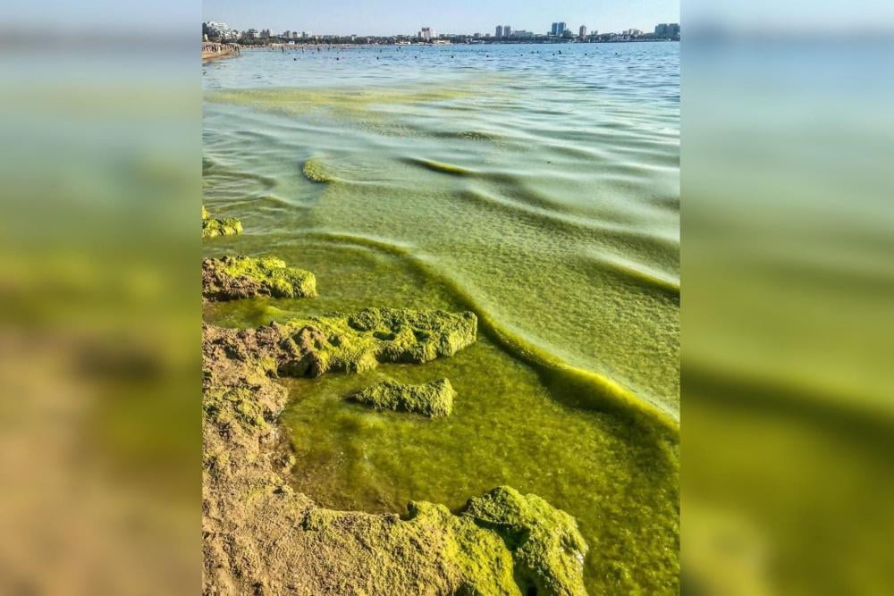 Цветущие водоросли в море в Анапе имеют лечебный эффект