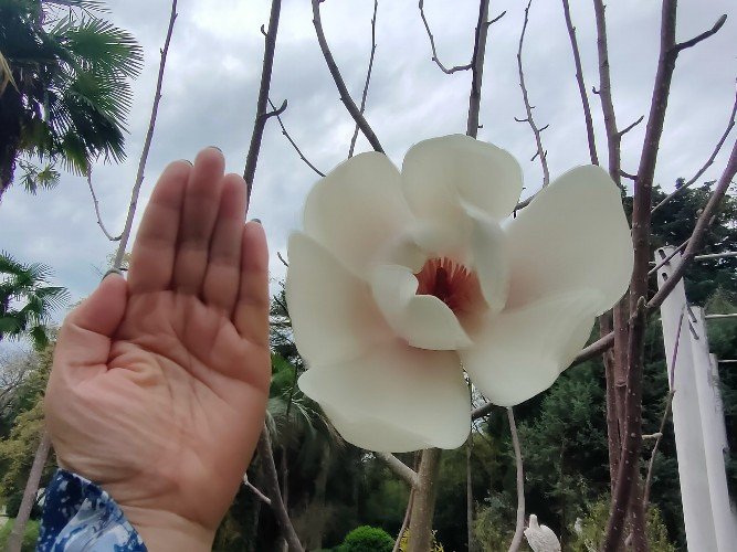 Распустившийся цветок редкой магнолии в Сочи