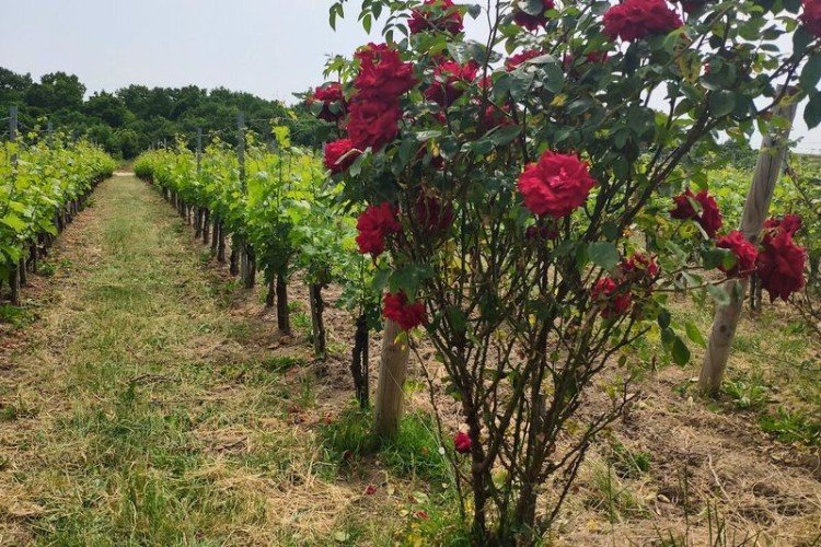 Виноградники.