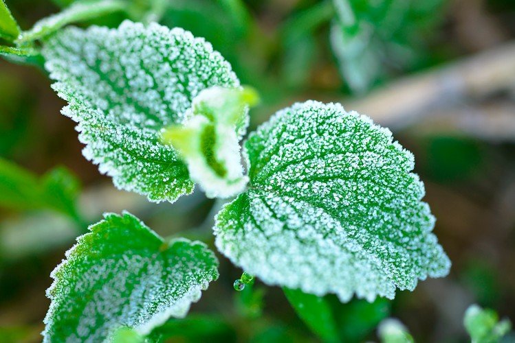 Зеленое растение в инее