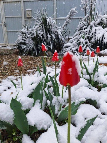 Тюльпаны в снегу в Горячем Ключе 9 апреля.