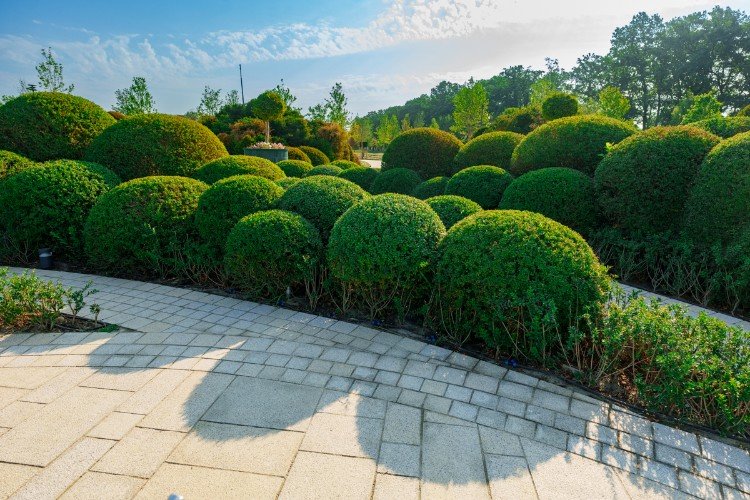 «Парк облаков»