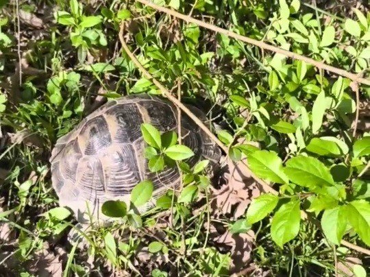 Черепаха в нацпарке Сочи