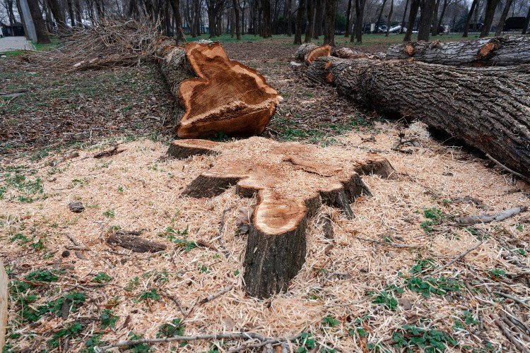Срубленные деревья