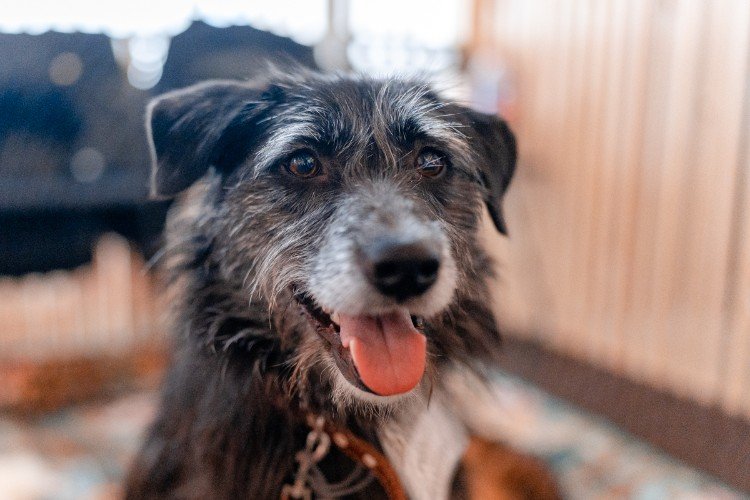 Пес ищет дом