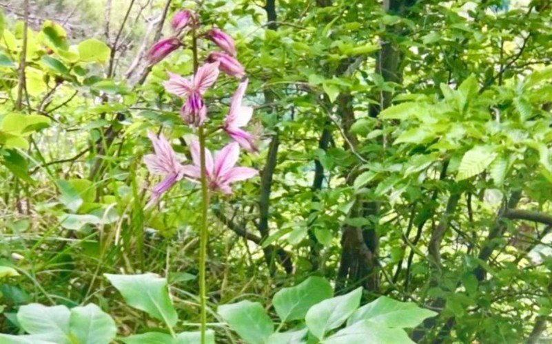 Ясенец в Сочи