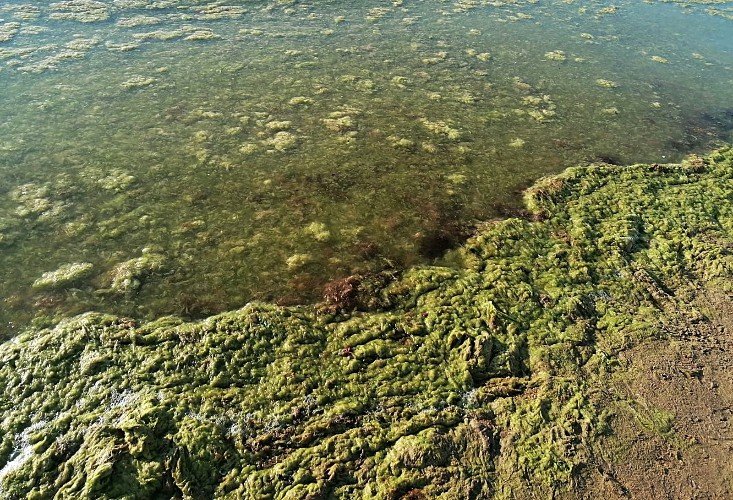 камка на берегу моря