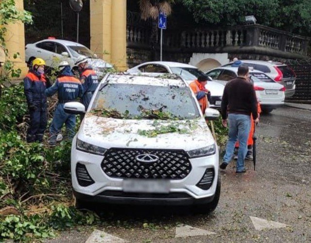 Поваленное дерево.