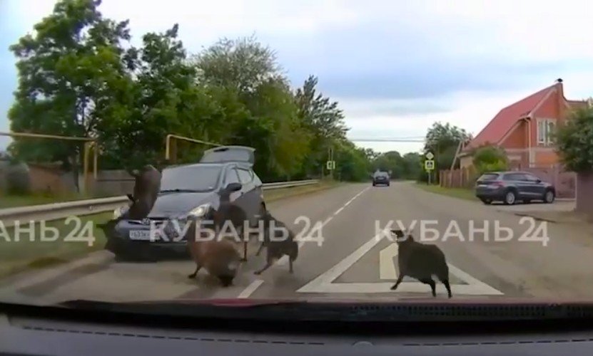 бараны врезались в авто