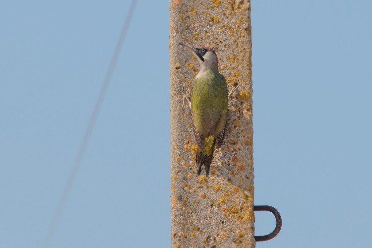 Дятел сел на столб электропередач