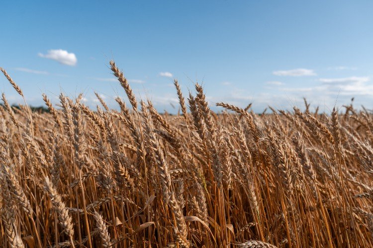 Обломки сбитых БПЛА нашли в четырех муниципалитетах Кубани