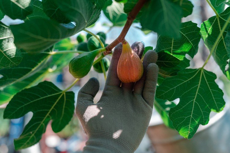 инжир растет на дереве