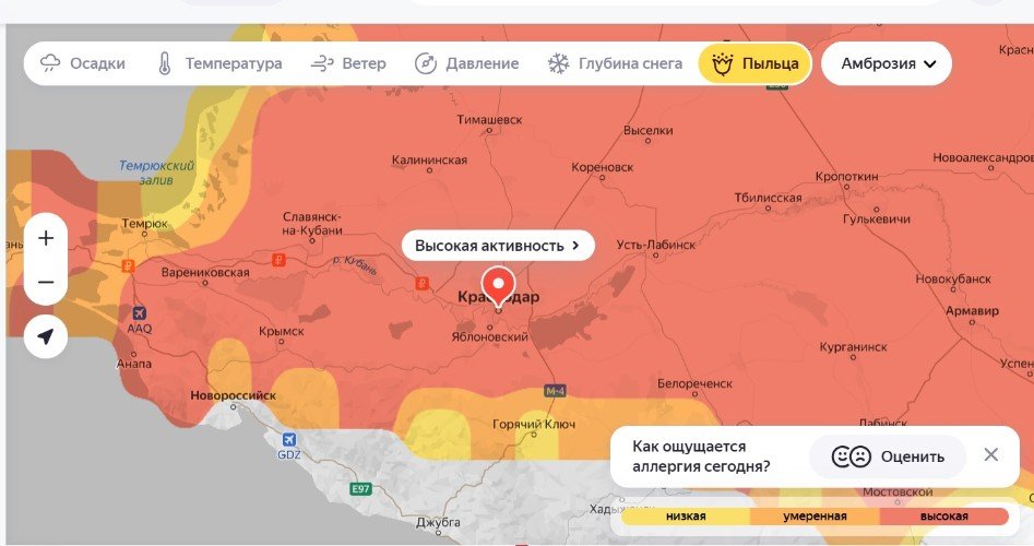 Амброзия пошла в наступление: высокую активность пыльцы фиксируют в Краснодарском крае