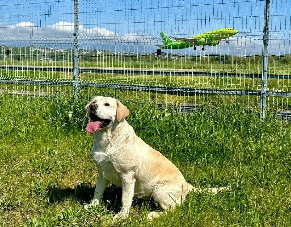 собака сидит у забора