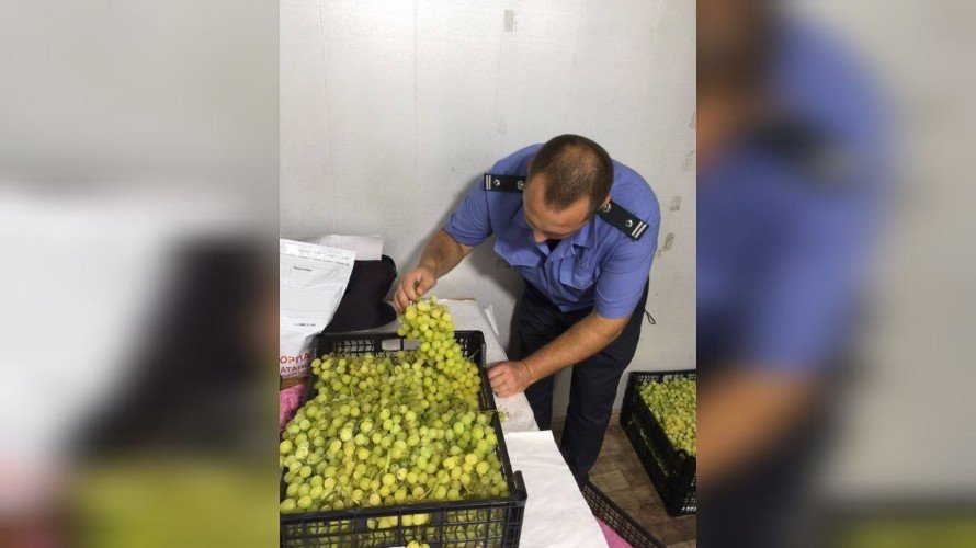 Многоядную муху нашли в партиях импортного винограда в Краснодарском крае