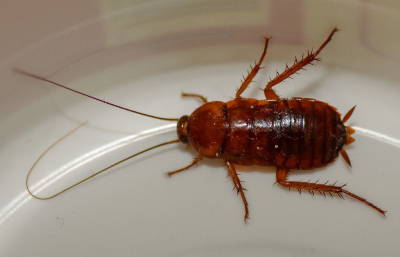 Американский таракан