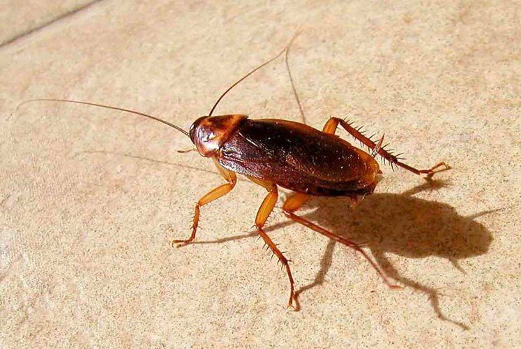 Рыжий таракан сидит на плитке