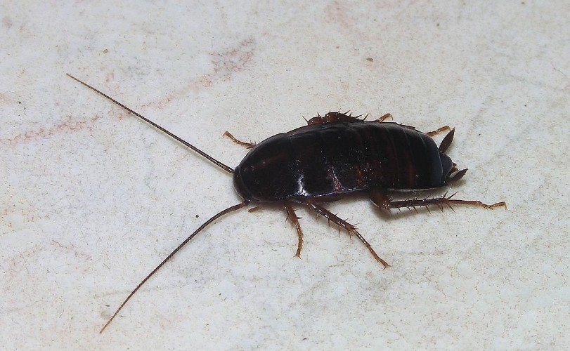 Чёрный таракан сидит на мраморе