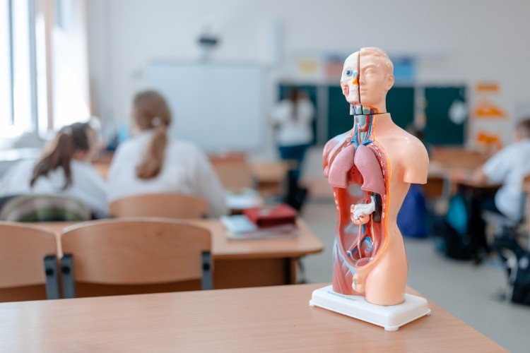 муляж стоит на парте