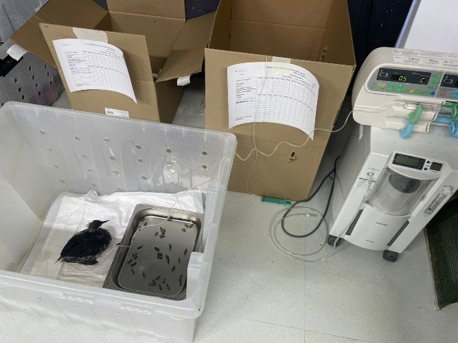 птица сидит в коробке