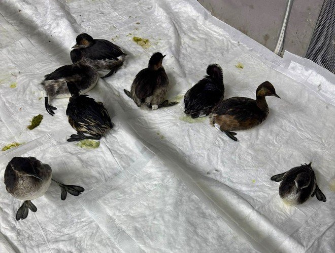 птицы сидят в коробке